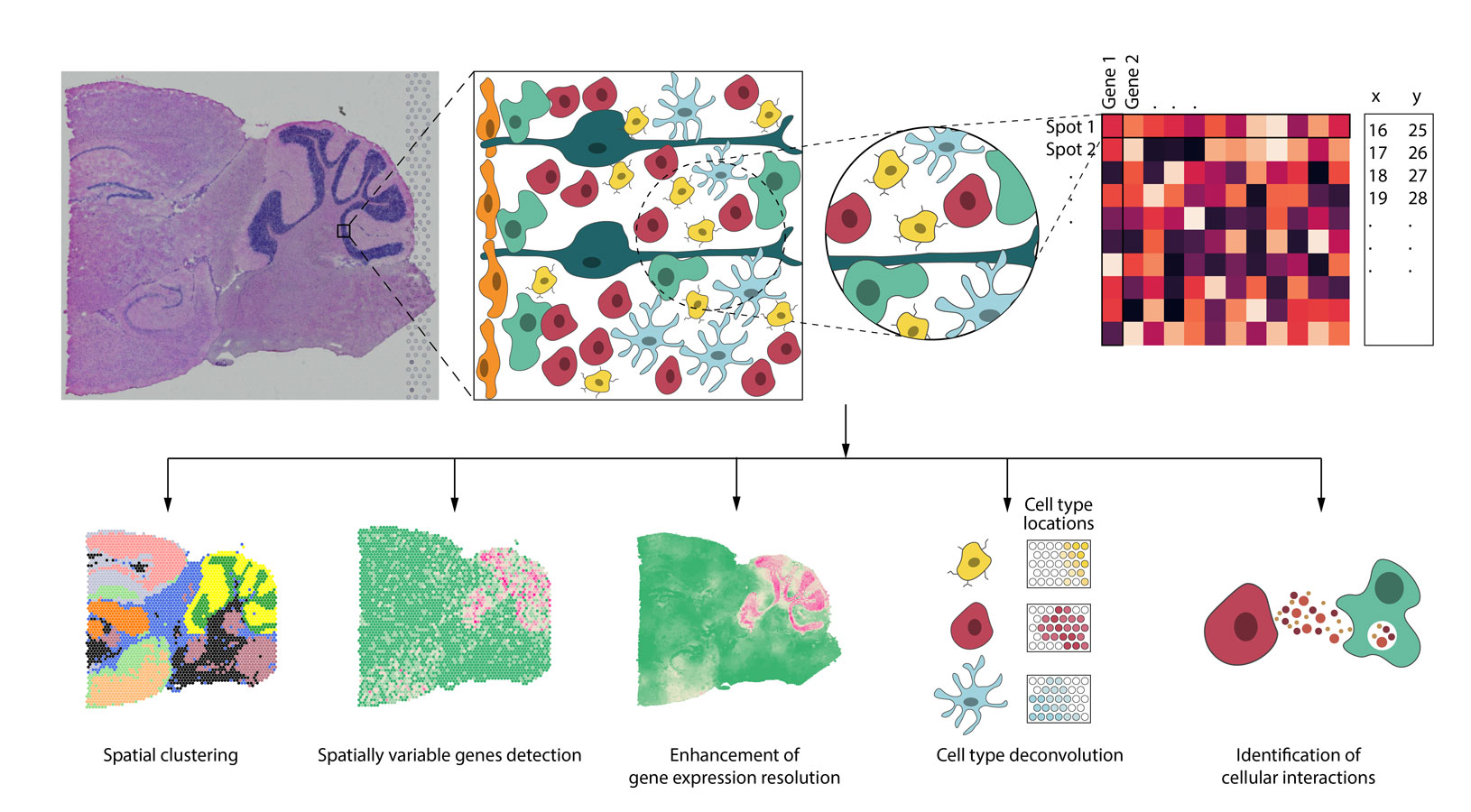 Statistical and machine learning methods for spatially resolved transcriptomics with histology