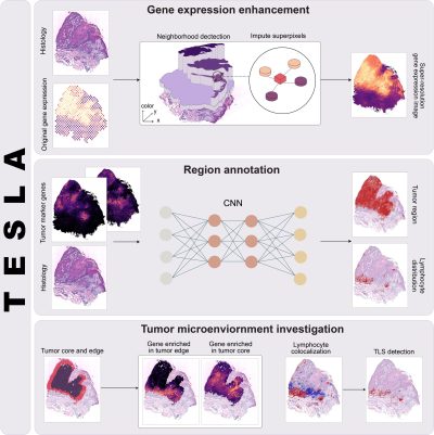 05/09/2023: New Cell Systems paper on machine learning tool to annotate tumor microenvironment at super-resolution.
