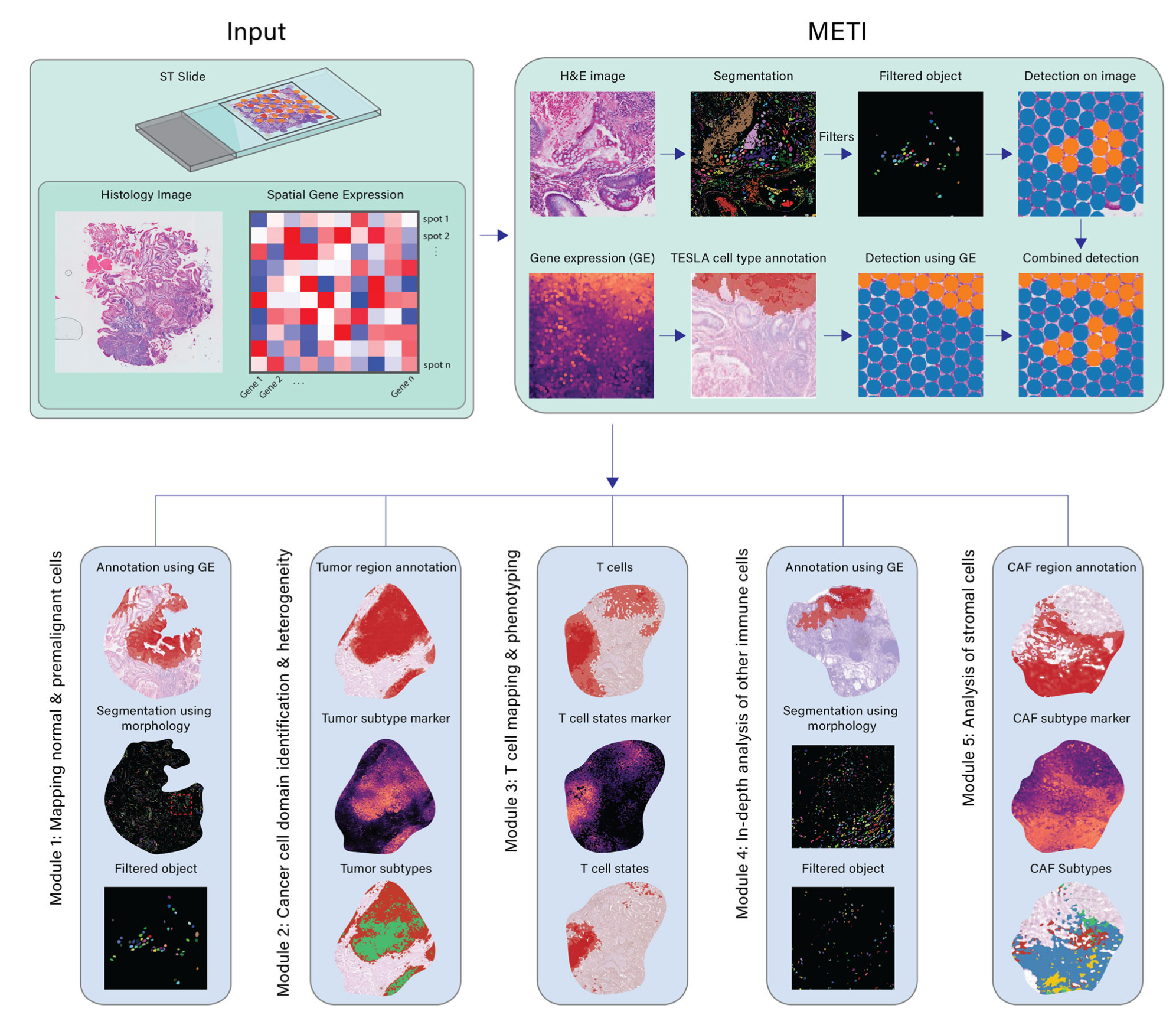 Deep profiling of tumor ecosystems by integrating cell morphology and spatial transcriptomics